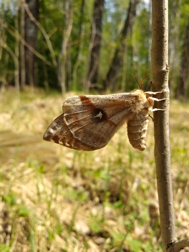 Photo of Tau Emperor Moth (Aglia tau)