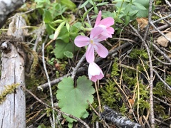 Phlox adsurgens