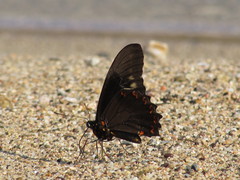 Battus polydamas polydamas