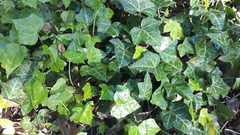 Hedera helix