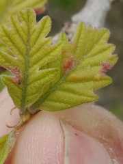 Neuroterus fugiens