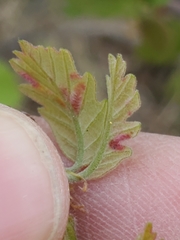 Neuroterus fugiens