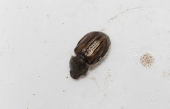 Blitopertha lineolata