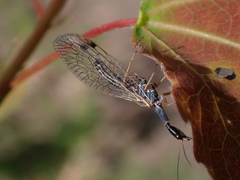 Dichrostigma flavipes