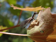 Dichrostigma flavipes