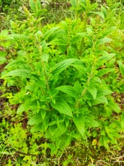 Salvia plebeia