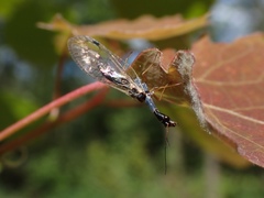 Dichrostigma flavipes