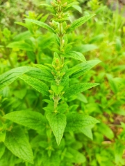 Salvia plebeia