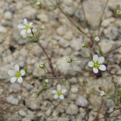 Arenaria modesta