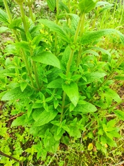 Salvia plebeia