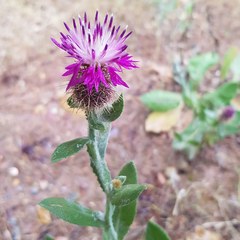 Centaurea seridis