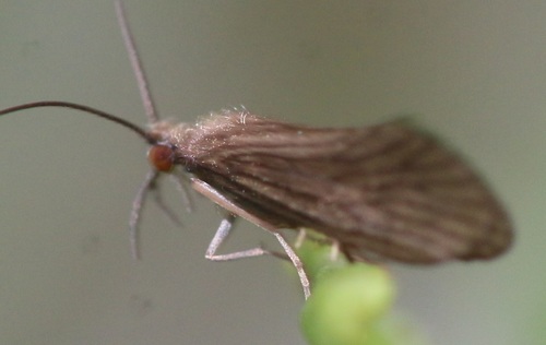 Small Red Sedge, photo 4 of 10