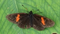 Castilia castilla