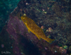 Aplodactylus punctatus