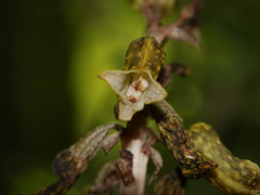 Gastrodia molloyi