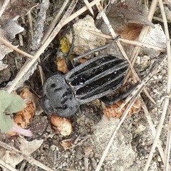 Alphasida holosericea