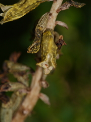 Gastrodia molloyi