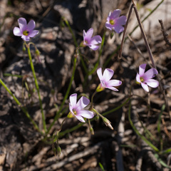 Oxalis livida