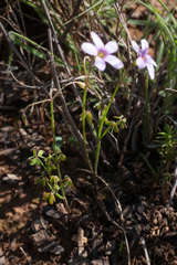 Oxalis livida