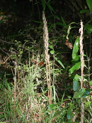 Gastrodia molloyi