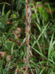 Gastrodia molloyi