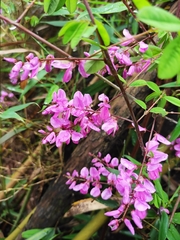 Indigofera kirilowii