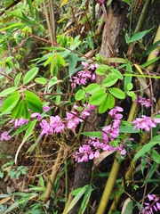 Indigofera kirilowii
