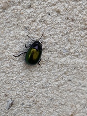 Chrysolina auripennis