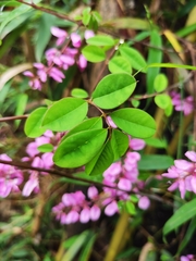 Indigofera kirilowii