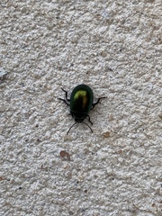 Chrysolina auripennis