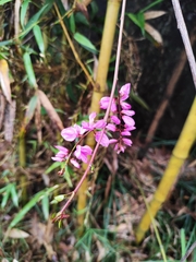 Indigofera kirilowii