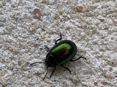 Chrysolina auripennis