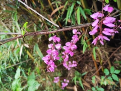 Indigofera kirilowii