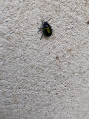 Chrysolina auripennis