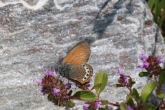 Coenonympha gardetta