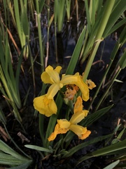 Iris pseudacorus