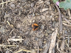 Lycaena phlaeas