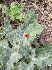 Lycaena phlaeas