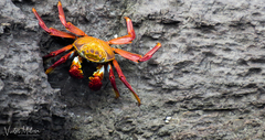 Grapsus grapsus