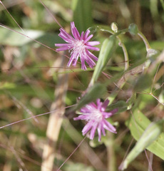Lactuca graminifolia