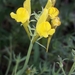 Linaria propinqua - Photo (c) Javier Peralta de Andrés, some rights reserved (CC BY-NC), uploaded by Javier Peralta de Andrés