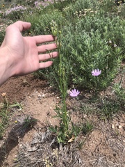 Eurytaenia texana