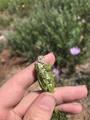 Eurytaenia texana
