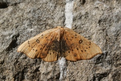 Cyclophora lennigiaria