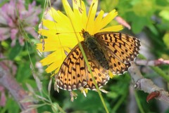 Boloria titania