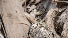 Anolis unilobatus
