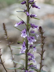 Anarrhinum bellidifolium