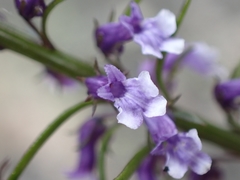 Anarrhinum bellidifolium