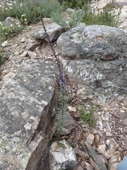 Anarrhinum bellidifolium