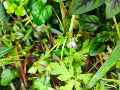 Corydalis incisa